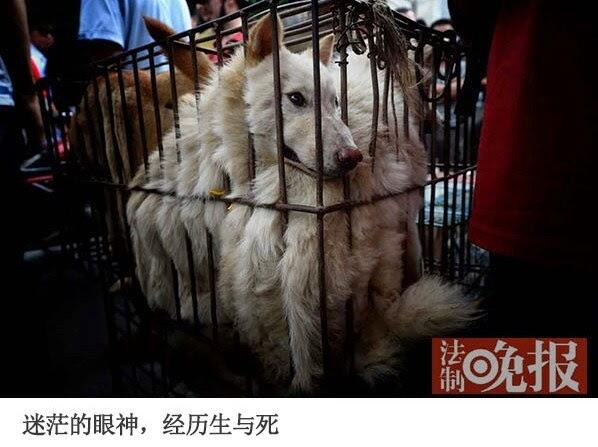 Trik Kotor, Penjual Siksa Anjing Agar Dibeli Pecinta Anjing