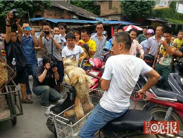 Trik Kotor, Penjual Siksa Anjing Agar Dibeli Pecinta Anjing