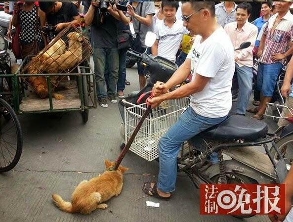 Trik Kotor, Penjual Siksa Anjing Agar Dibeli Pecinta Anjing