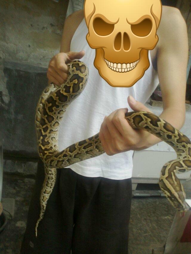 Retic Borneo, Molu Dwarf, Carpet Python Stripe (edisi pensiun main reptile)