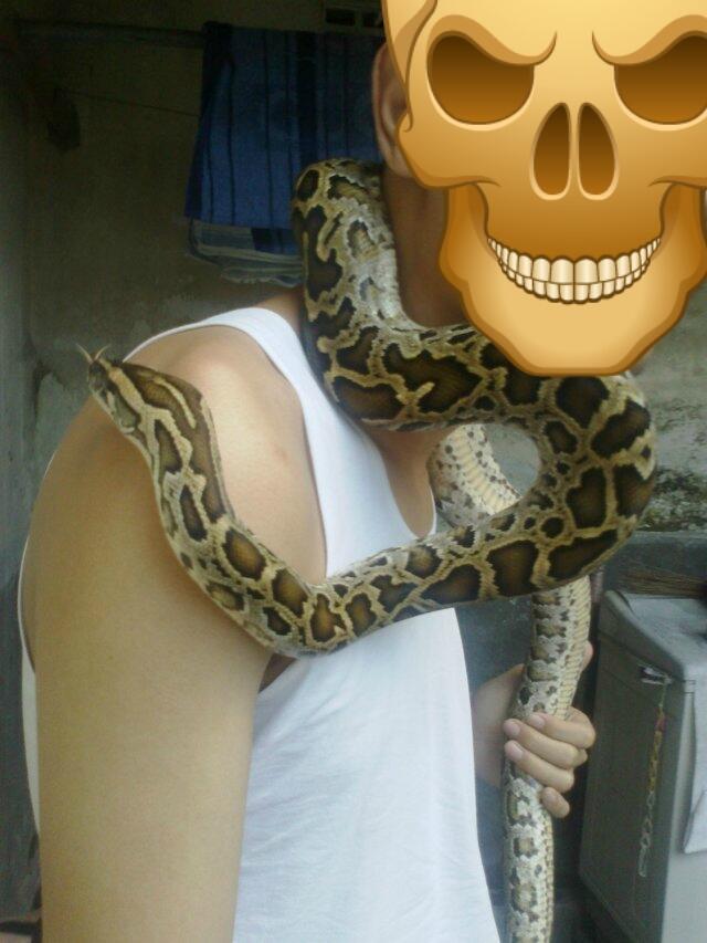 Retic Borneo, Molu Dwarf, Carpet Python Stripe (edisi pensiun main reptile)
