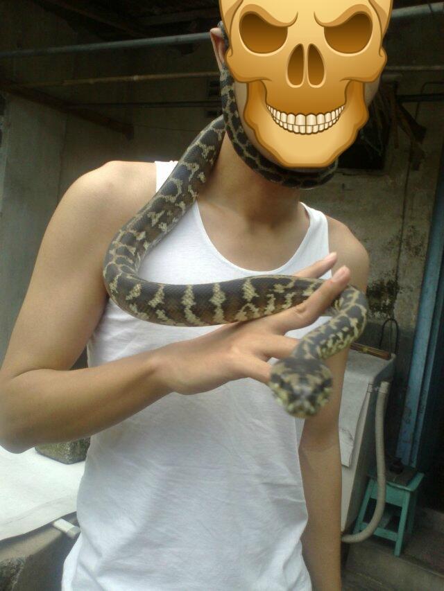 Retic Borneo, Molu Dwarf, Carpet Python Stripe (edisi pensiun main reptile)