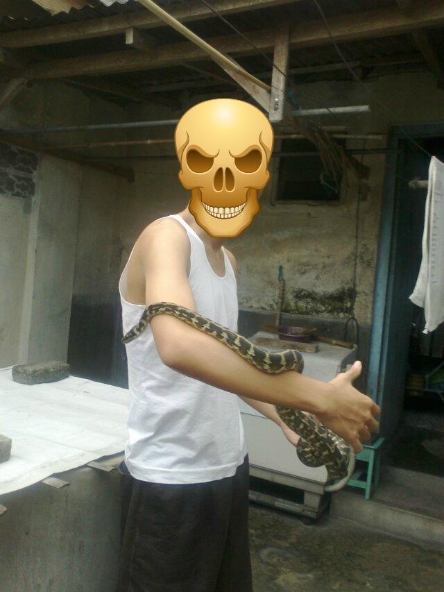 Retic Borneo, Molu Dwarf, Carpet Python Stripe (edisi pensiun main reptile)