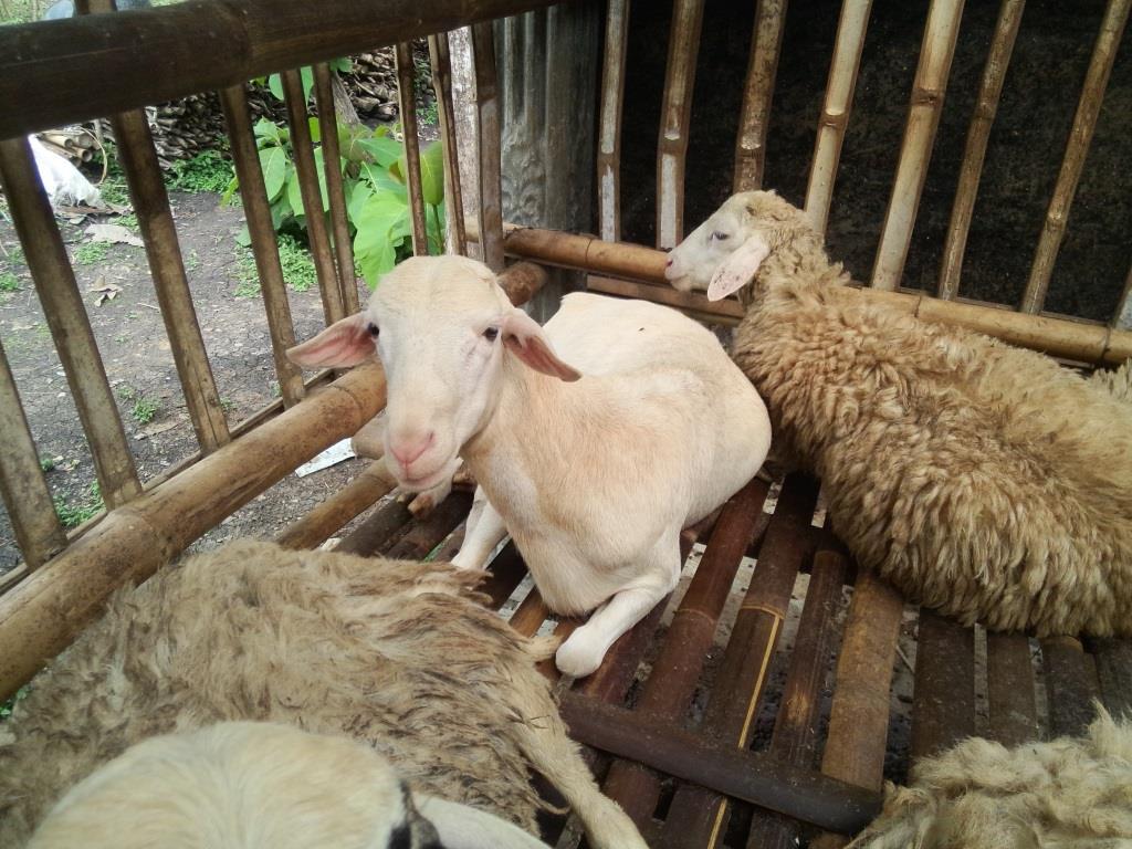 Kambing Gibas Ekor Besar - Tentang Kolam Kandang Ternak