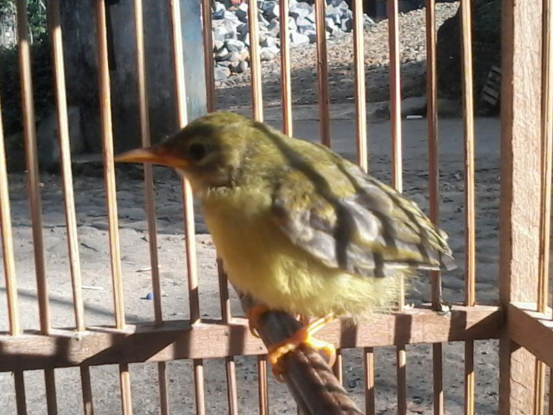 Colibri Colibri Page 7 Kaskus