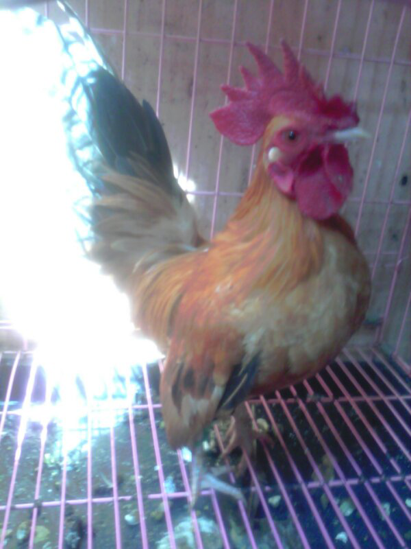 Jual Obral Ayam Kate Jepang Murah Meriah Kwalitas Super Kaskus