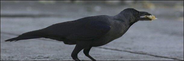&#91;WoW&#93; Kecerdasan yg dimiliki burung Gagak + Video