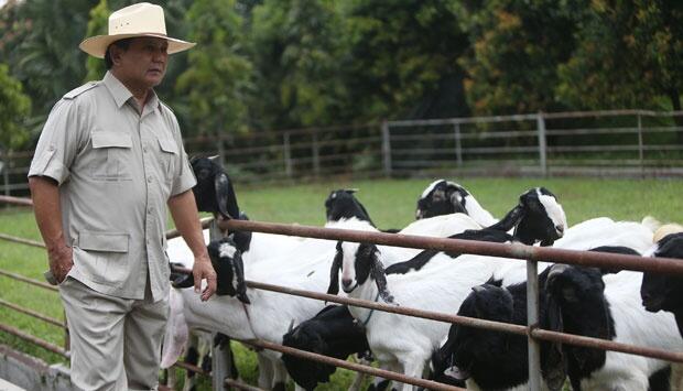 Relawan Prabowo Wajib Minum Susu Kambing