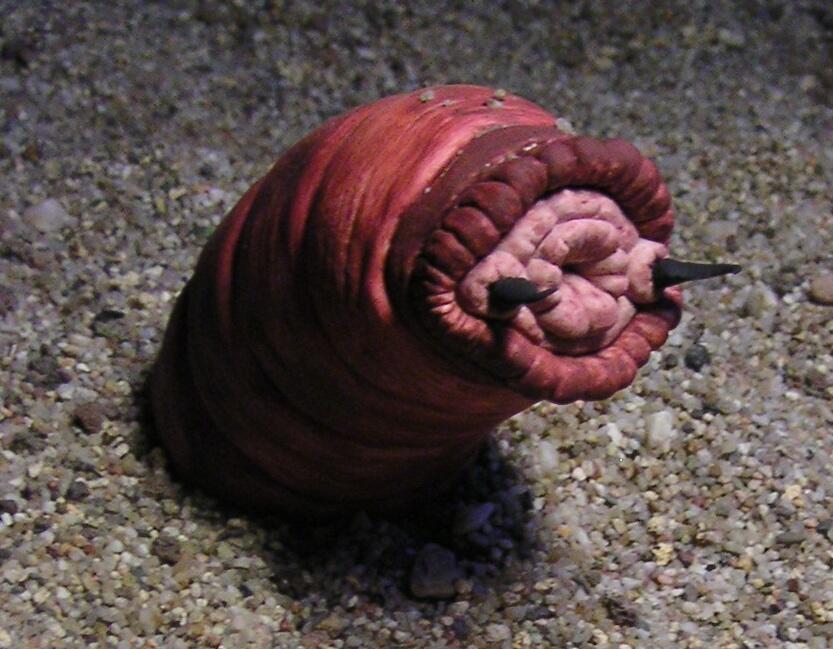 7 Binatang Paling Misterius di Bumi