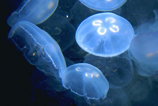 Cari tempat beli jellyfish