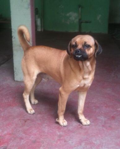 Semi Hibah Pejantan Mix Pug 2,5tahun Jogja Yogya