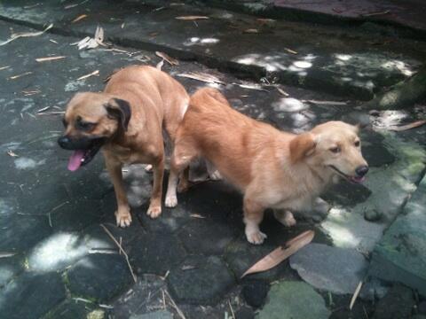 Semi Hibah Pejantan Mix Pug 2,5tahun Jogja Yogya