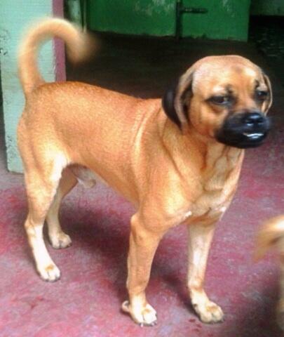 Semi Hibah Pejantan Mix Pug 2,5tahun Jogja Yogya