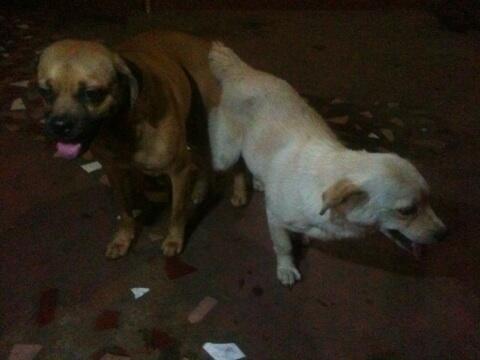 Semi Hibah Pejantan Mix Pug 2,5tahun Jogja Yogya
