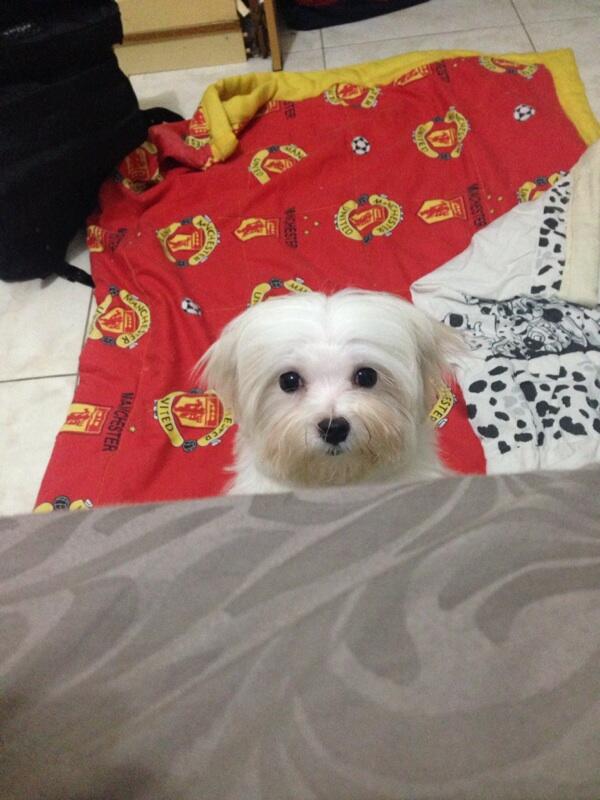 Anjing galak sama temannya?