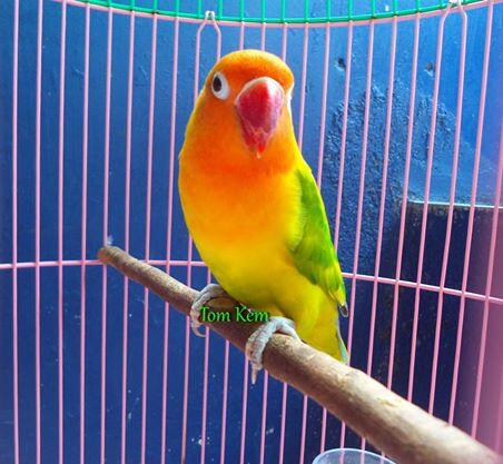 Lovebird GS betina sudah ngeper