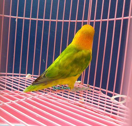 Lovebird GS betina sudah ngeper