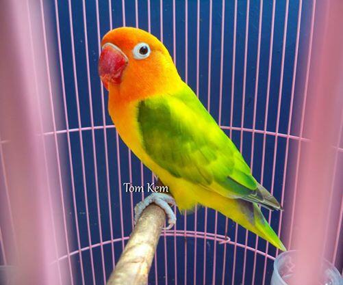  Gambar Cari Lovebird Gs Betina Ngeper Kaskus Gambar Burung 