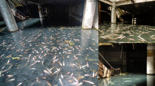 ▓▒★▓▒&#91;WOW&#93; Sebuah Mall Di Bangkok Mendadak Menjadi Kolam Ikan Terbesar!! ▓▒★▓▒ 