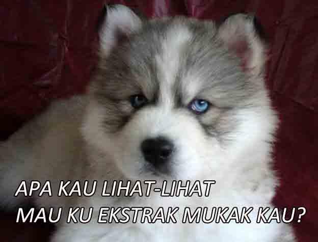 MEME Siberian Husky