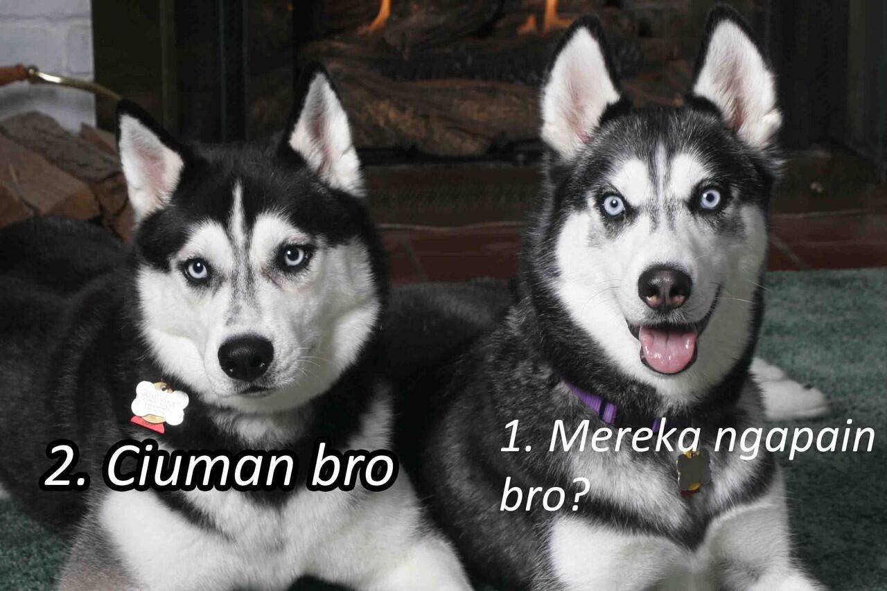 MEME Siberian Husky