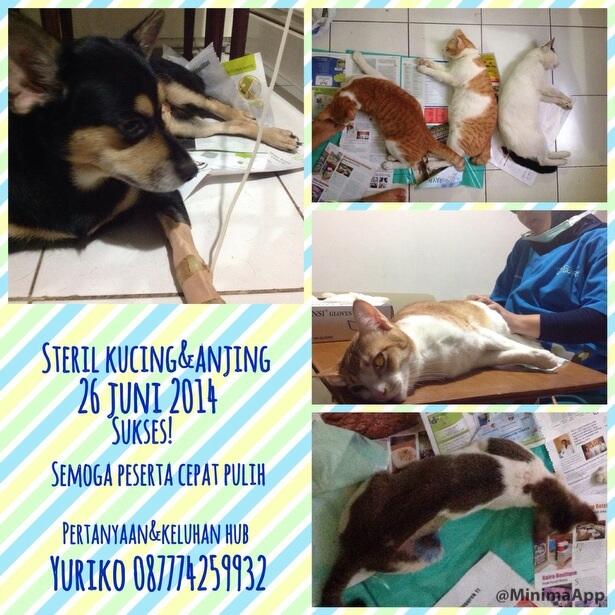 EVENT SPAY N NEUTER | 23 JULI 2014 | BINTARO DAN SEKITARNYA