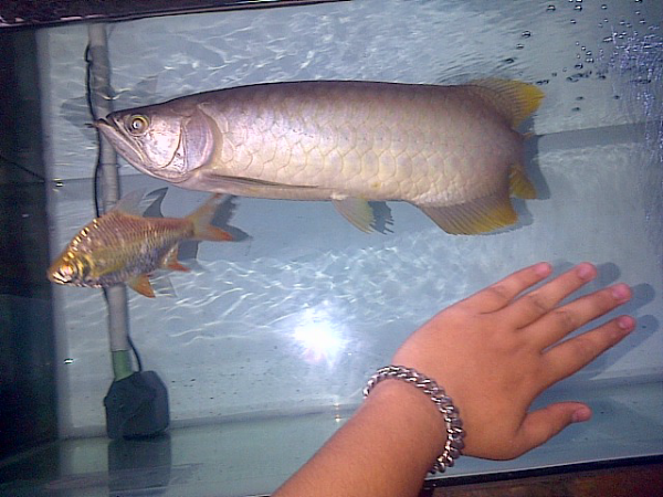 Arwana Banjar Red 50cm