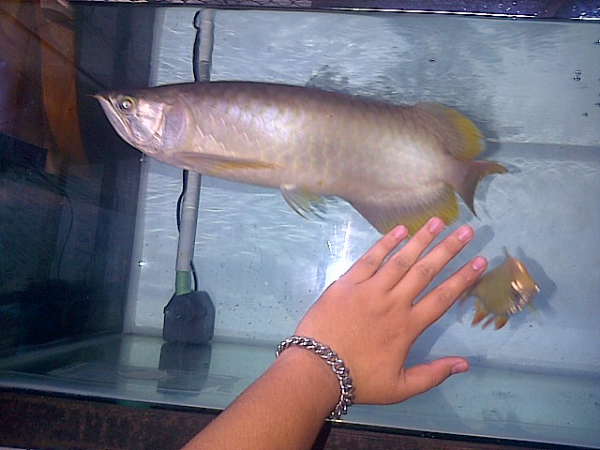 Arwana Banjar Red 50cm
