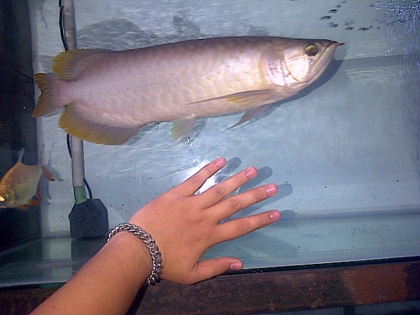 Arwana Banjar Red 50cm