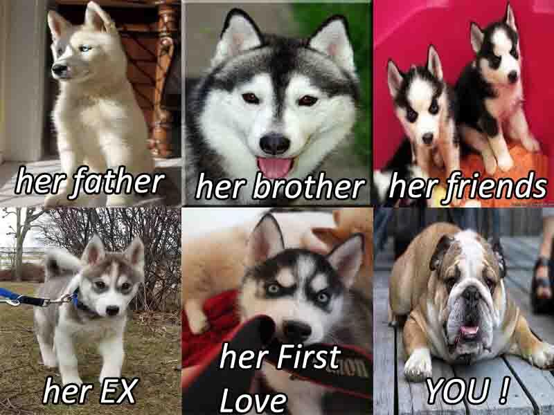 MEME Siberian Husky