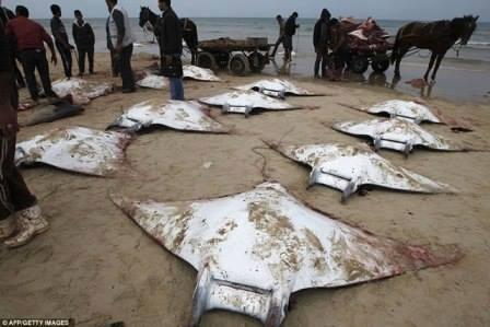Ikan Misterius Terdampar Di Gaja