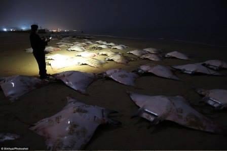 Ikan Misterius Terdampar Di Gaja