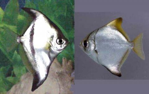 Cari Ikan Hias Pendiam