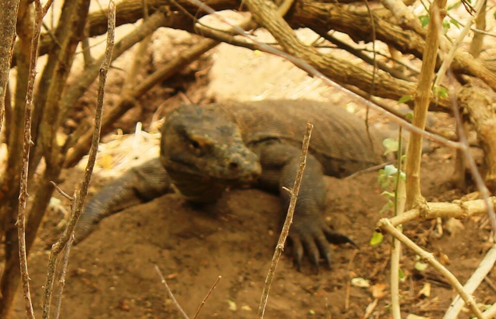 FOTO FOTO PULAU KOMODO SALAH SATU DARI 7 KEAJAIBAN DUNIA