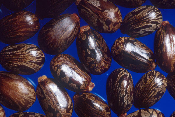 10 Racun Paling Mematikan