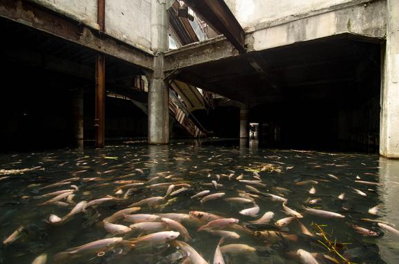 Mall terbengkalai dijadikan kolam ikan raksasa.