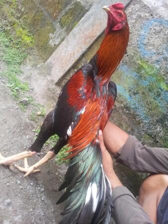 AYAM BANGKOK si CIBLACK by CENDOLISM