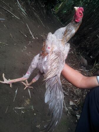 AYAM BANGKOK si CIBLACK by CENDOLISM