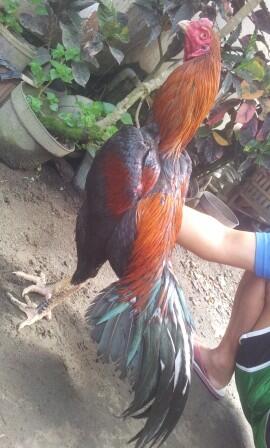 AYAM BANGKOK si CIBLACK by CENDOLISM