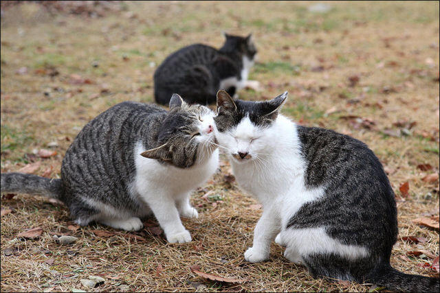 &#91;AWAS&#93; Segera pergi gan kalo ngeliat kucing ini