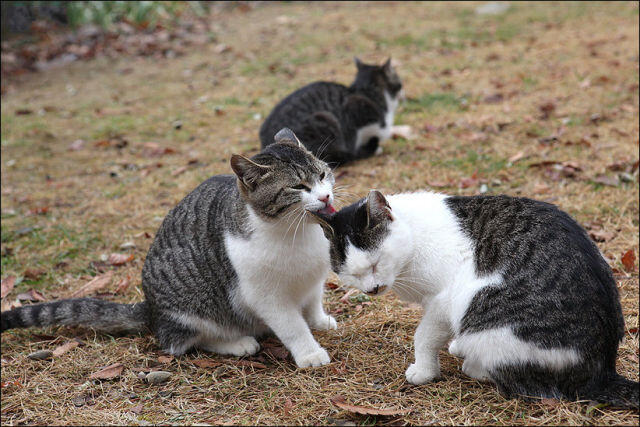 &#91;AWAS&#93; Segera pergi gan kalo ngeliat kucing ini