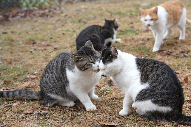 &#91;AWAS&#93; Segera pergi gan kalo ngeliat kucing ini