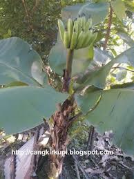 &#91;info&#93; macam-macam pisang yang unik gan.. 