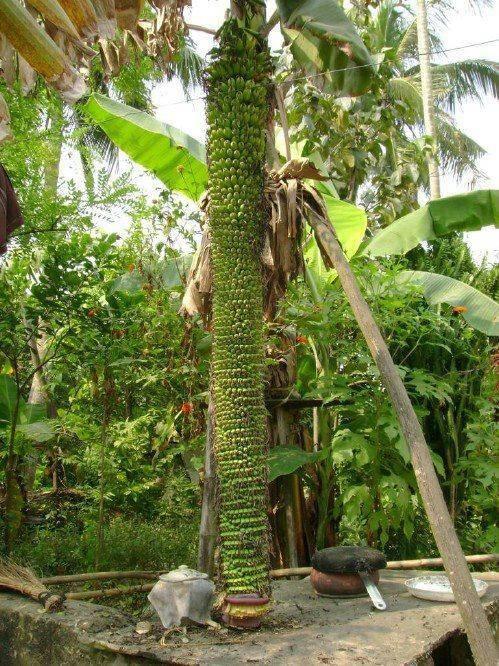 &#91;info&#93; macam-macam pisang yang unik gan.. 