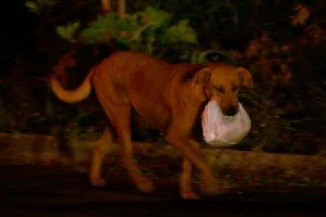 Demi keluarga miskin, anjing ini jalan 4 mil untuk carikan makan