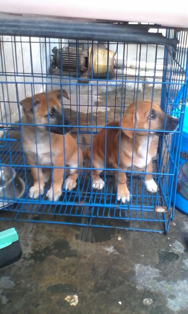 Jual cepat 2 ekor anjing mix betina3