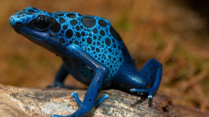 Katak Biru Bali Ditemukan di Jepang