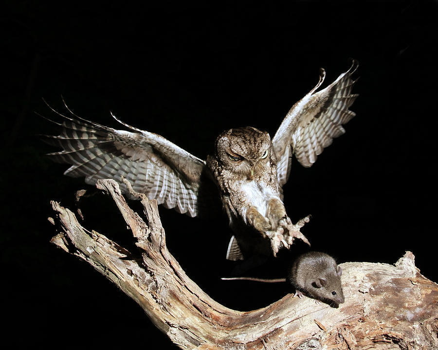 Fakta-Fakta Unik Di Balik Seremnya Burung Hantu