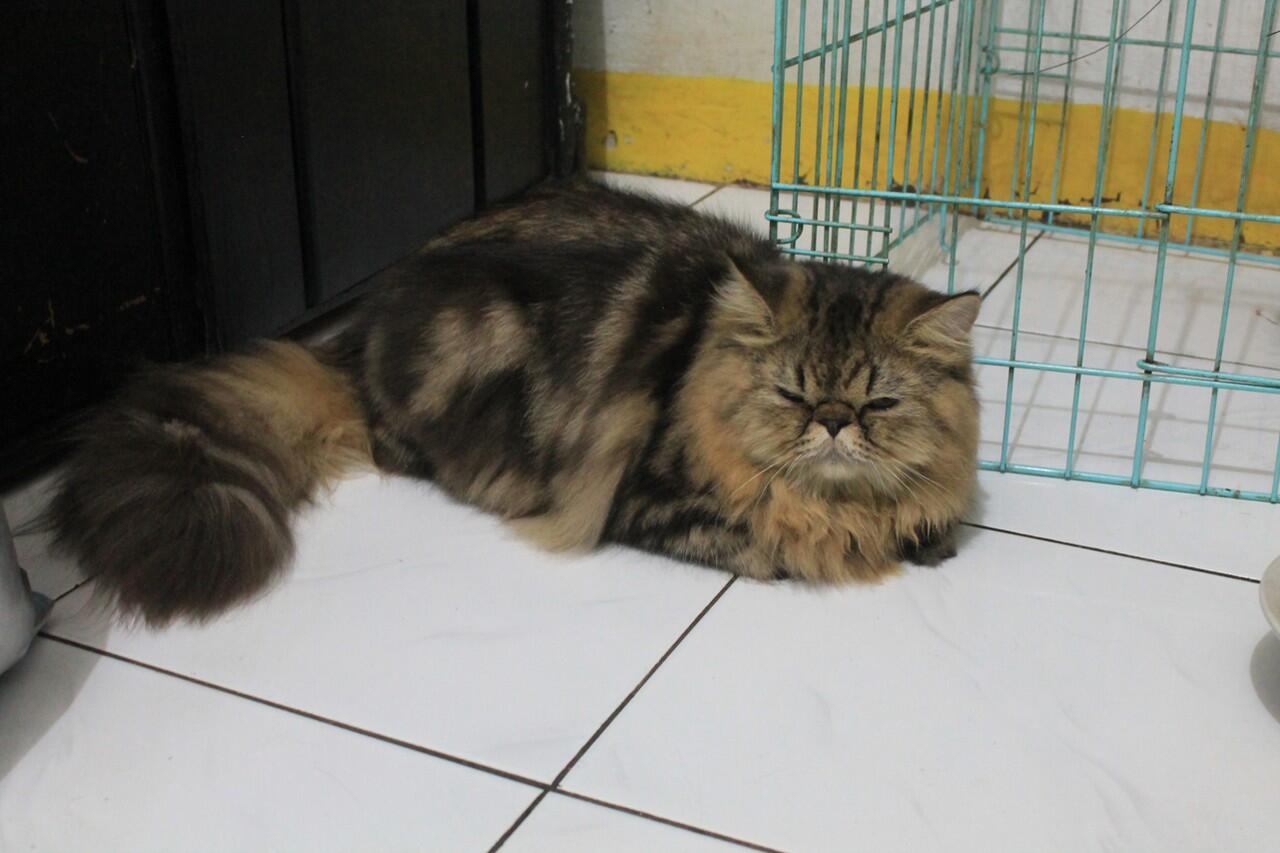 Terjual KUCING  PERSIA  KITTEN Calon INDUKAN MURAH LUCU 