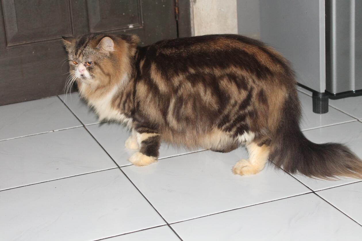 Terjual KUCING  PERSIA  KITTEN Calon INDUKAN MURAH LUCU 